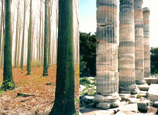 Bäume in heiligen Hainen und Säulen der Tempel
