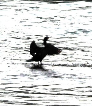 Kormoran mit gespreizten Flügeln im Fluss