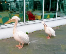 Pelikane vor dem Cafe´